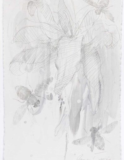 James Drake - Metalpoint Drawings - Orchid with Bees