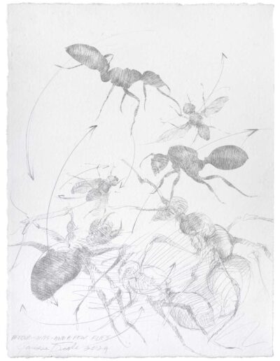 James Drake - Metalpoint Drawings - Arrows-Ants-And a Few Flies