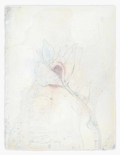 James Drake - Metalpoint Drawings - Two Flowers