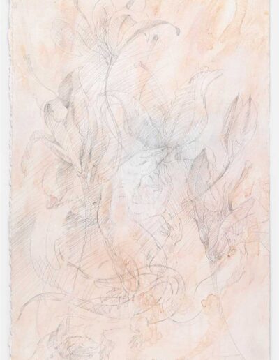 James Drake - Metalpoint Drawings - Orchids and Lizards